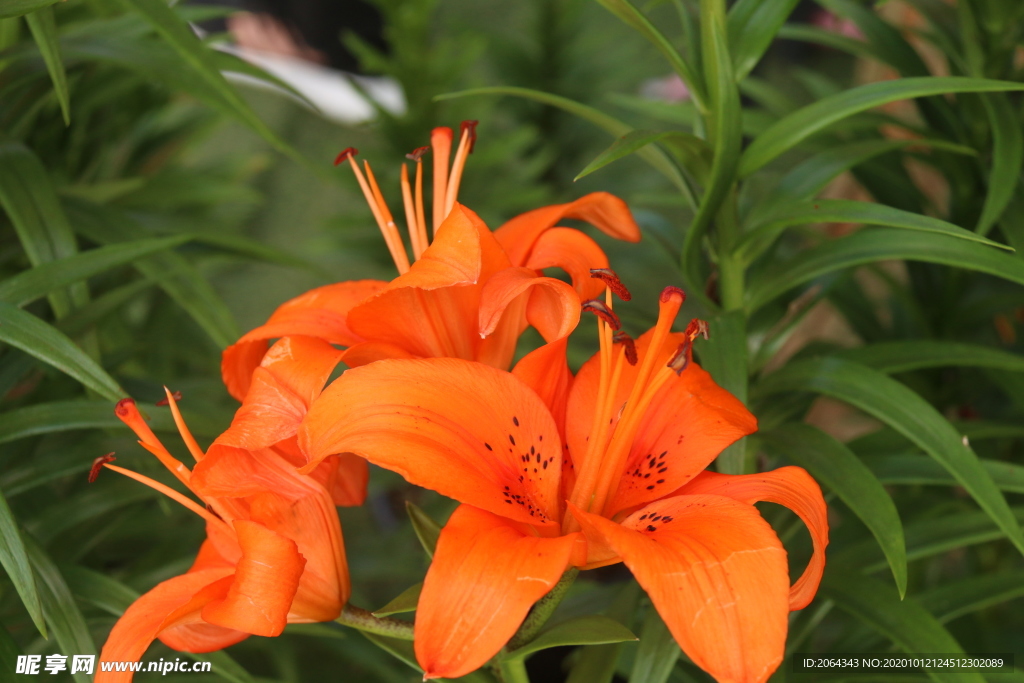 黄色百合花