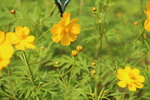 黄色秋季菊花