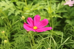 秋季格桑花