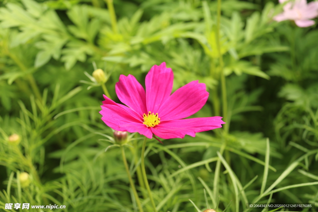 秋季格桑花