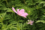 粉色波斯菊格桑花