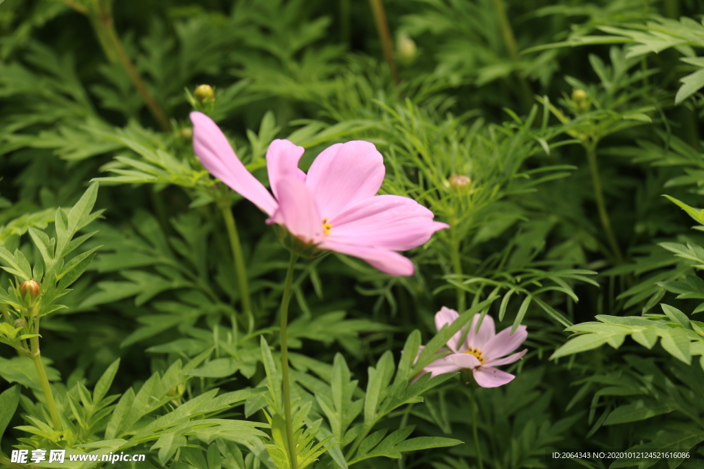 粉色波斯菊格桑花