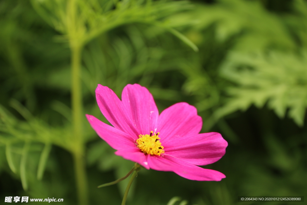 一朵格桑花