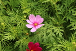 粉色格桑花