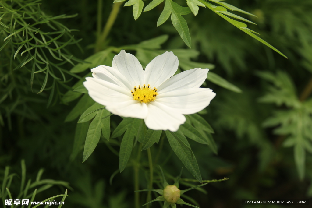 白色格桑花