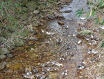 高山清水鸭