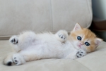 家猫