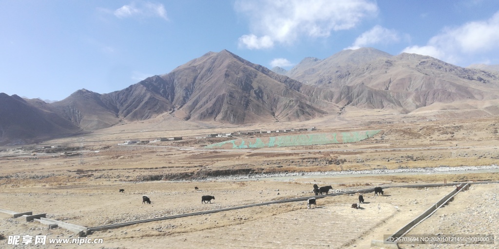 高原牧野牛群风景