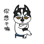 哈宝白