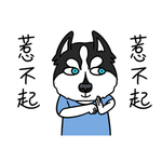 哈宝白