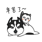 哈宝白