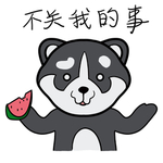 哈宝柴