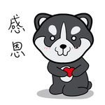 哈宝柴