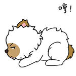 毛猫