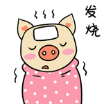 猪可可