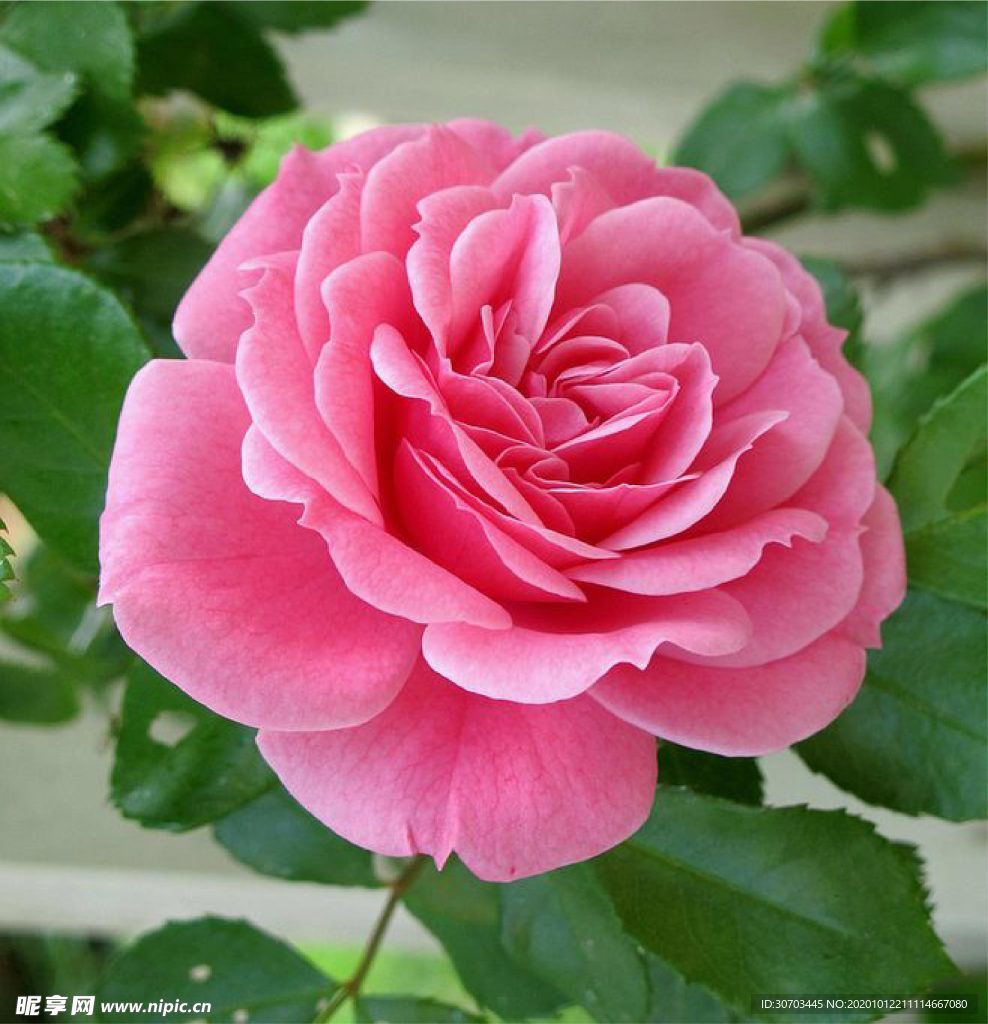 红色花