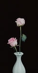 玫瑰花