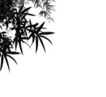水墨竹子