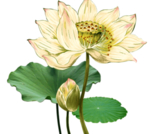 荷花元素