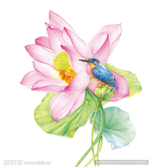 荷花元素