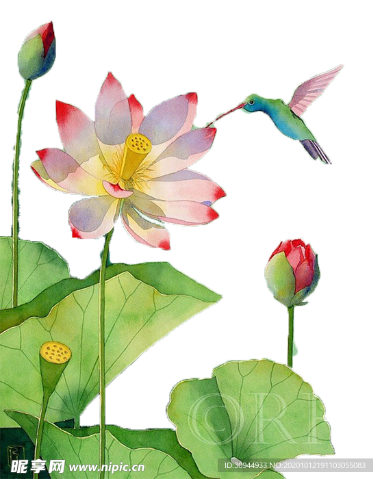 荷花元素