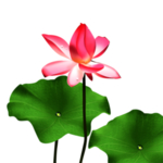 荷花元素