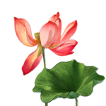 荷花元素