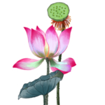 荷花元素