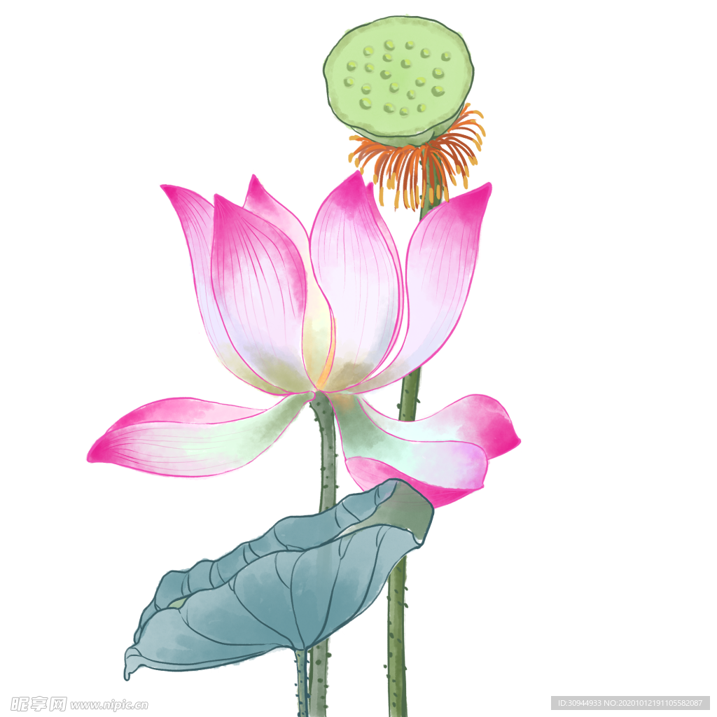 荷花元素