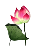 荷花元素