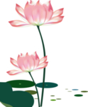 荷花元素