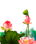 荷花元素