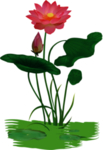 荷花元素