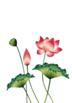 荷花元素