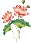 荷花元素