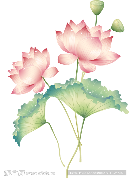 荷花元素
