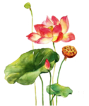 荷花元素