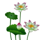 荷花元素