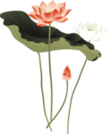 荷花元素