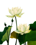 荷花元素