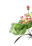 荷花元素