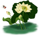 荷花元素