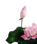 荷花元素