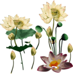 荷花元素