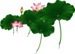 荷花元素