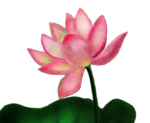 荷花元素