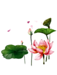 荷花元素