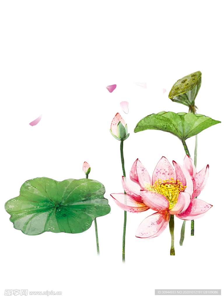 荷花元素