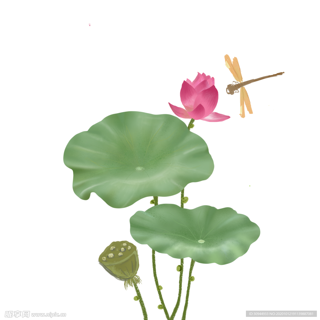 荷花元素