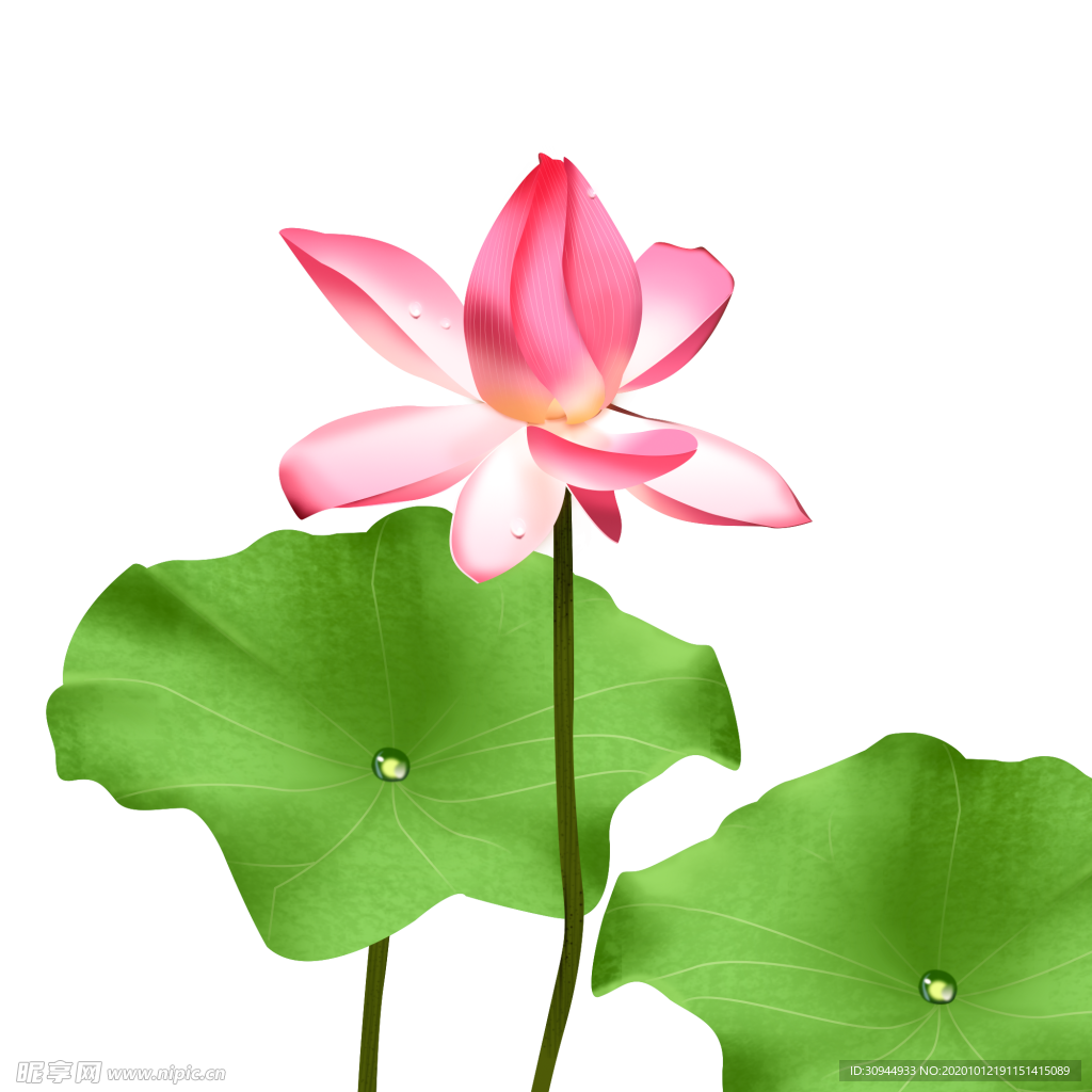 荷花元素